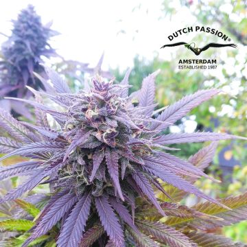 Blueberry (Dutch Passion) 5 zaden