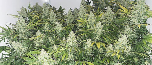 Kweekverslag: Wedding Cake Weed Indoor