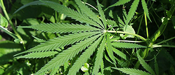 Pure Wiet Roken? Alles Dat Je Moet Weten