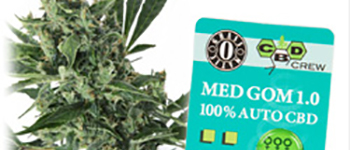 Wat is de werking van THC en CBD?