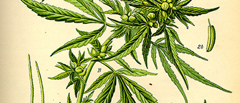 CBD zaden, de verschillen