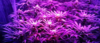 Top 5 wietzaden nederland