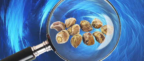 Microdosing Deel 4 - LSA Zaadjes: De Natuurlijke LSD?