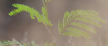Welke wiet zaden zijn geschikt voor buiten kweken?