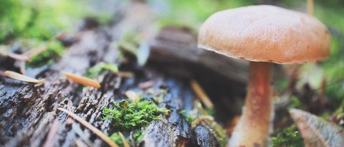 Paddo's en Magic Truffels: The Day After