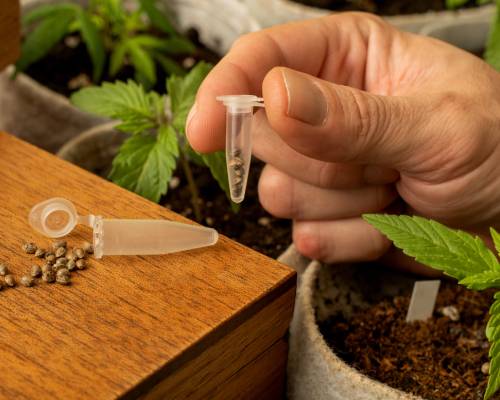 De 5 Beste Wietzaden voor Medicinale Wiet Kweken