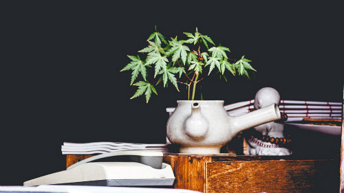 Autoflower Wiet Kweken: Mythes, Voordelen en Aandachtspunten