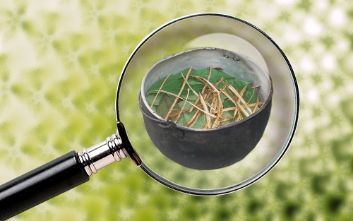 Microdosing Deel 2: Ayahuasca Microdosen, is dat mogelijk?