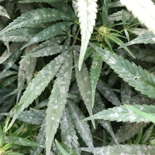 Meeldauw bij Wiet? Bestrijden als je het Ziet!