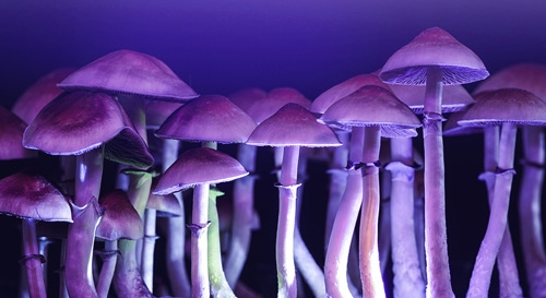 Kan Blauw Licht de Opbrengst van jouw Paddo Kweekset Verhogen?