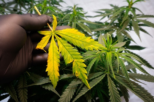Wietplant Voeding: Zit er echt Verschil tussen Groei- en Bloeivoeding?