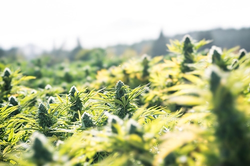 Help, mijn Wietplant Bloeit al! Alles over Begin Bloei van Wiet