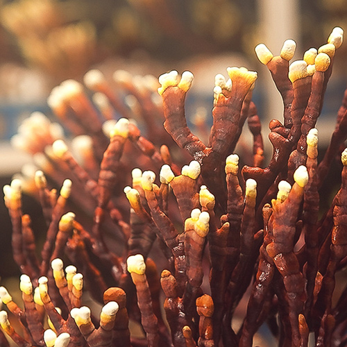 Reishi: de “Feel-good paddenstoel”