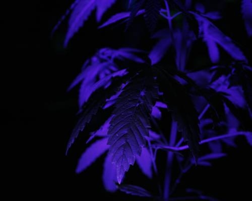 flavono&iuml;den wiet