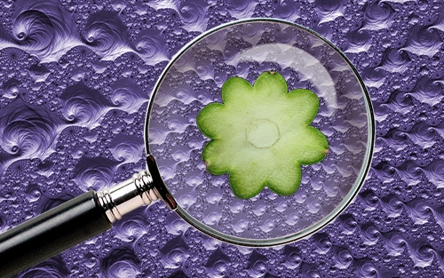 Microdosing Deel 3 - Peyote & San Pedro