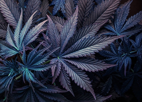 Purple Haze & Blueberry - Paarse Wiet Kweken 101