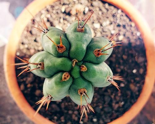 San Pedro Cactus Kweken: Zaden Ontkiemen & Groeien