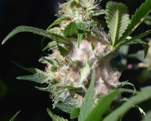 Toprot bij Wiet Herkennen, Bestrijden & Voorkomen