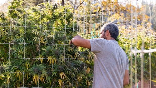 Trellis voor meer Opbrengst bij Wiet Buiten Kweken