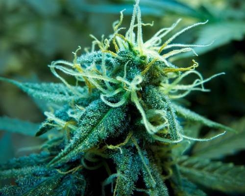 7 Tips voor je Vrouwelijke Wietplant in Bloei