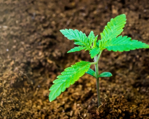 Wiet Kweken Op Kokos: Hydro Kweken