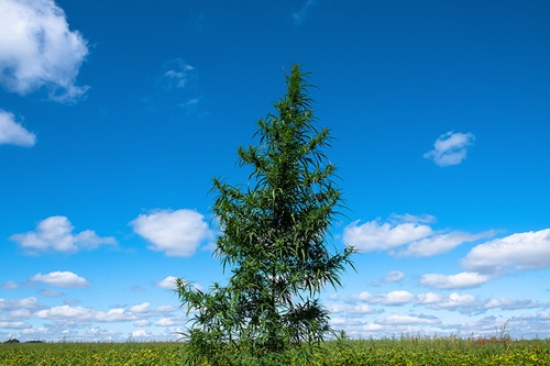 7 Tips om een Wietboom te Kweken in de Tuin