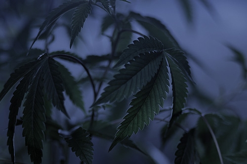 Verduisteren - Bloei Wietplant Versnellen en Bevorderen